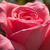 Roz - Trandafir teahibrid - Pariser Charme
